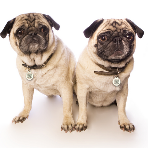 Two pugs in PetHub QR tags